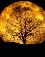 Night Moon Tree Paint By Numbers