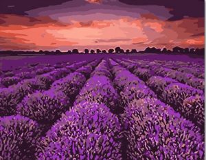 Purple Lavender Field Paint By Numbers