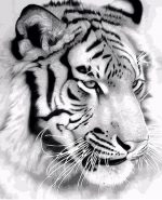 Black And White Tiger Paint By Numbers