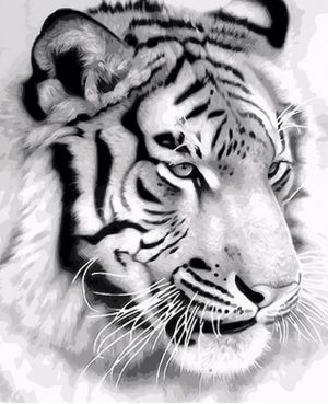 Black And White Tiger Paint By Numbers