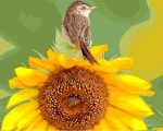 Sunflower And Bird Paint By Numbers