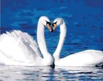 Swans On Lake Paint By Numbers