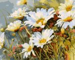 White Daisies Paint By Numbers