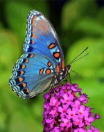 Butterfly On Flowers Paint By Numbers