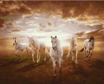 White Horses Herd Paint By Numbers