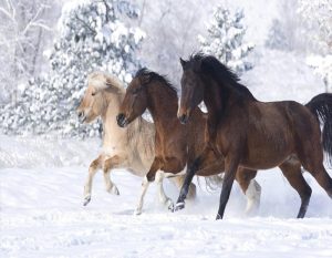 Running Horses In Snow Paint By Numbers