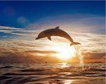 Sunset Dolphin Jump Paint By Numbers