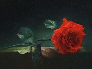 Red Rose on Wall paint by numbers