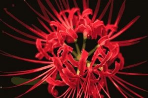 Red Shore Flower paint by numbers