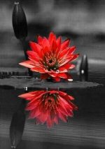 Red Flower Water Reflection Paint By Numbers