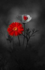 Red And White Flowers In Dark Paint By Numbers