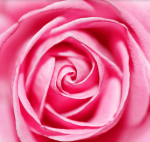 Pink Rose Paint By Numbers