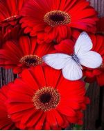 White Butterfly On Red Flowers Paint By Numbers
