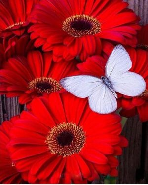 White Butterfly On Red Flowers Paint By Numbers