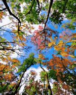 The Sky of Trees Landscape Paint By Numbers