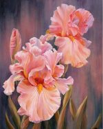 Pink Irises Paint By Numbers