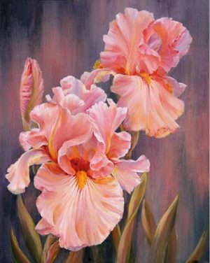 Pink Irises Paint By Numbers