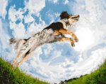 Jumping Dog Paint By Numbers