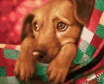 Christmas Dog Paint By Numbers