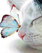 Cat And Butterfly Paint By Numbers