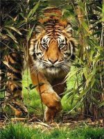 Tiger in The Bush Animals Paint By Numbers