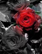 Red Garden Flower Flowers Paint By Numbers