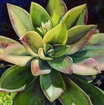Succulent Plant Paint By Numbers