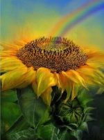 Sunflower And Rainbow Paint By Numbers