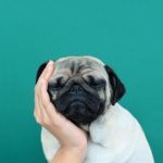 Pug Puppy Paint By Numbers