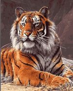 Tiger paint by numbers