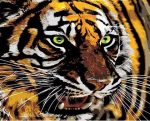 Green Eyes Tiger Paint By Numbers