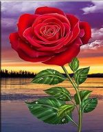 Red Rose Paint By Numbers