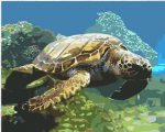 Sea Turtle Swimming Paint By Numbers