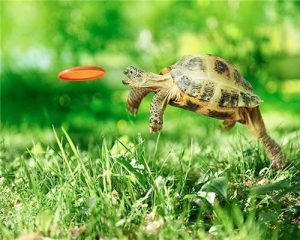 Turtle Catching Frisbee Animals Paint By Numbers