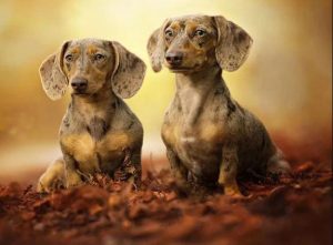 Dachshund Puppies Paint By Numbers