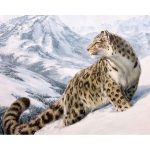 Wild Snow Leopard Paint By Numbers