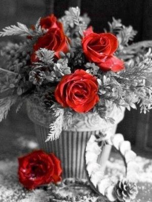 Red Black And White Roses Paint By Numbers