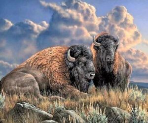 Wild Buffalo Paint By Numbers