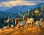 Wild Deer Herd Paint By Numbers