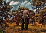 Wild Elephant Paint By Numbers