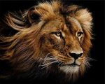 Wild Lion Paint By Numbers