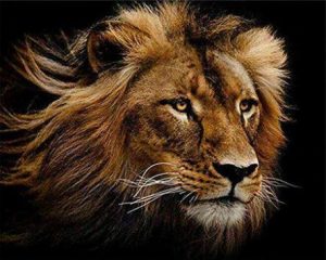 Wild Lion Paint By Numbers