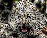 Wild Blue Eyed Jaguar Animals Paint By Numbers
