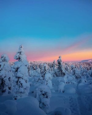 Sunset Snow Trees Paint By Numbers
