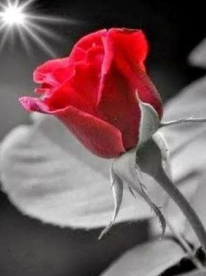 Red Rose Paint By Numbers