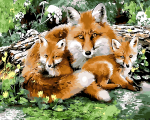 Wild Fox Family Paint By Numbers