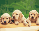 Labrador Puppies Paint By Numbers