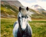 Wild Grey Horse Paint By Numbers