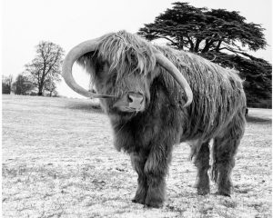 Highland Cow Paint By Numbers