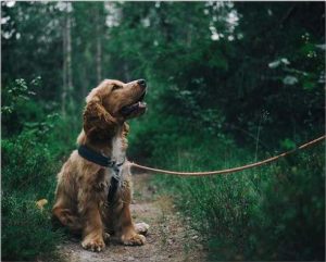 Cocker Spaniel Puppy Paint By Numbers